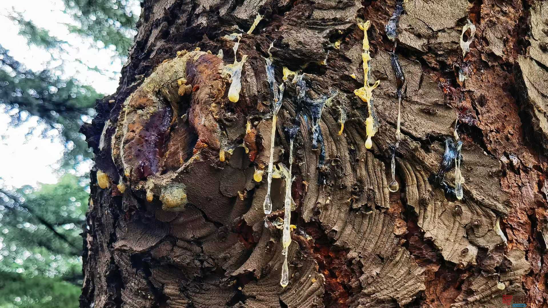 马世国_2025-10-22_105344_630 (7).jpg