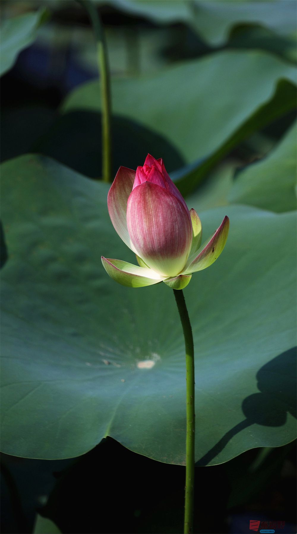 <strong>荷花【摄影寇群利】</strong>