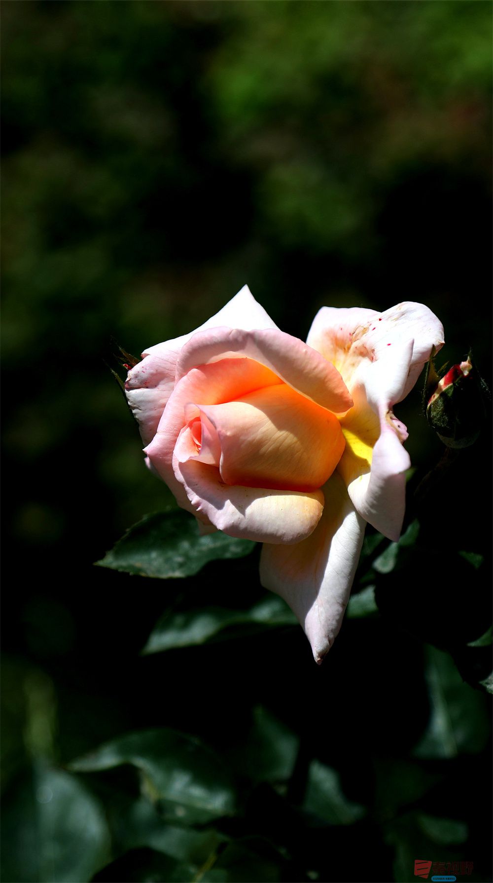 寇群利压缩_20251012224328_59_704 (19).jpg