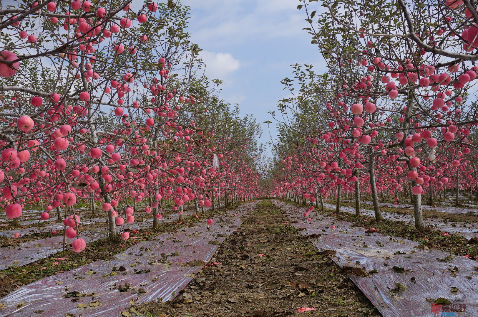 孙宏伟_20251024094401_49_469 (5).jpg