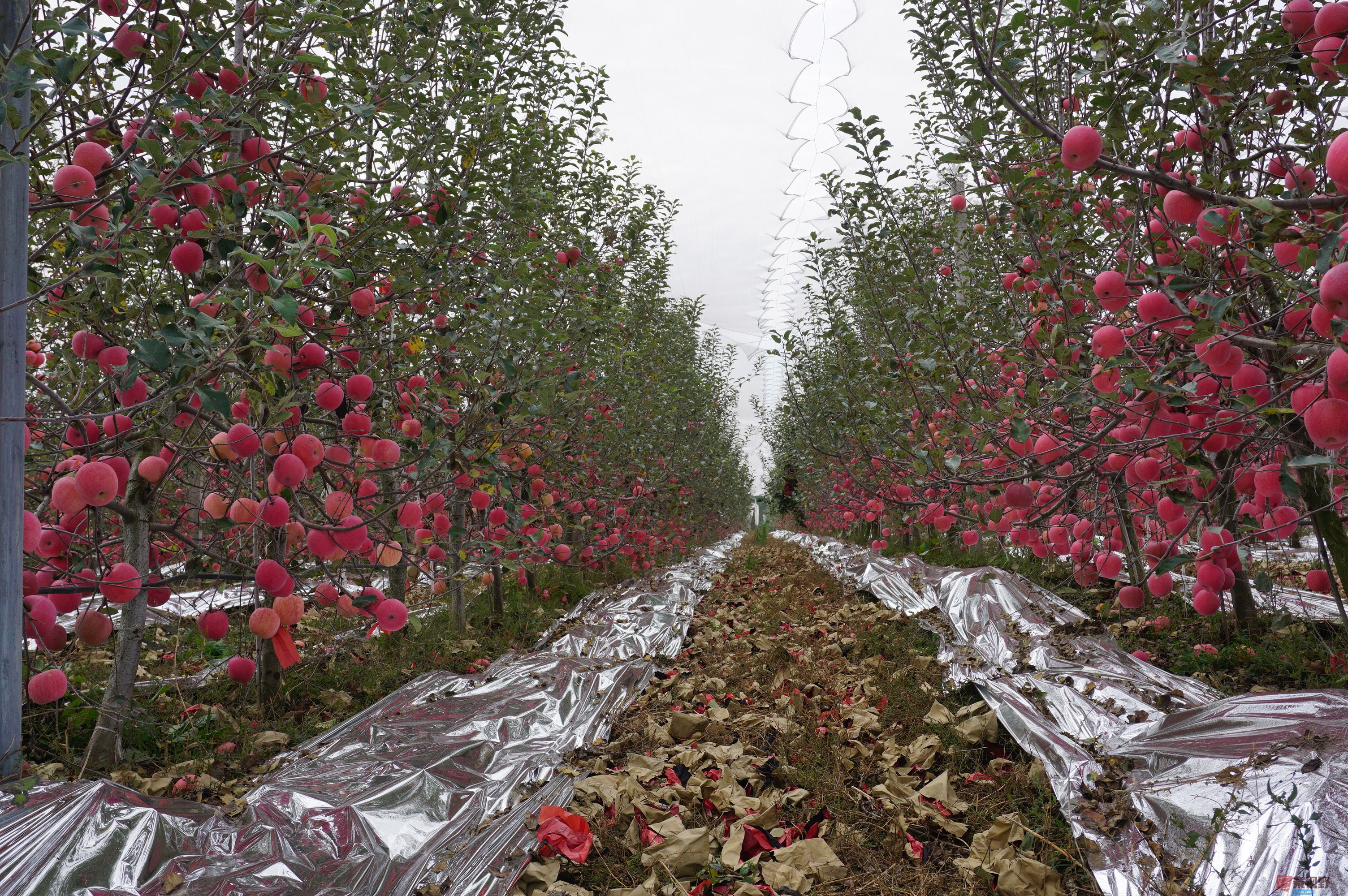 孙宏伟_20251024094401_49_469 (9).jpg