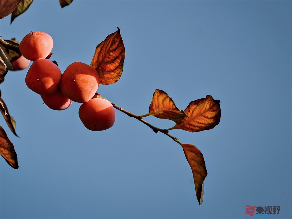 <strong>大红柿子高高挂【摄影肖宝清】</strong>