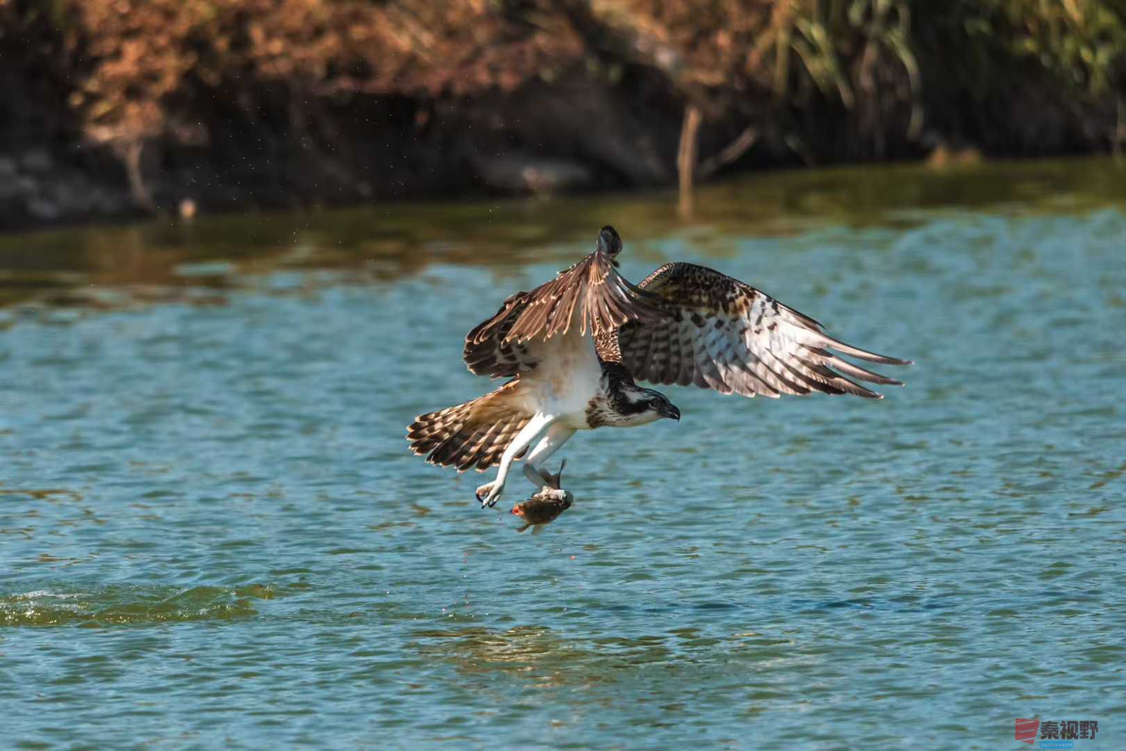 袁小保_2025-10-25_205505_141 (5).jpg