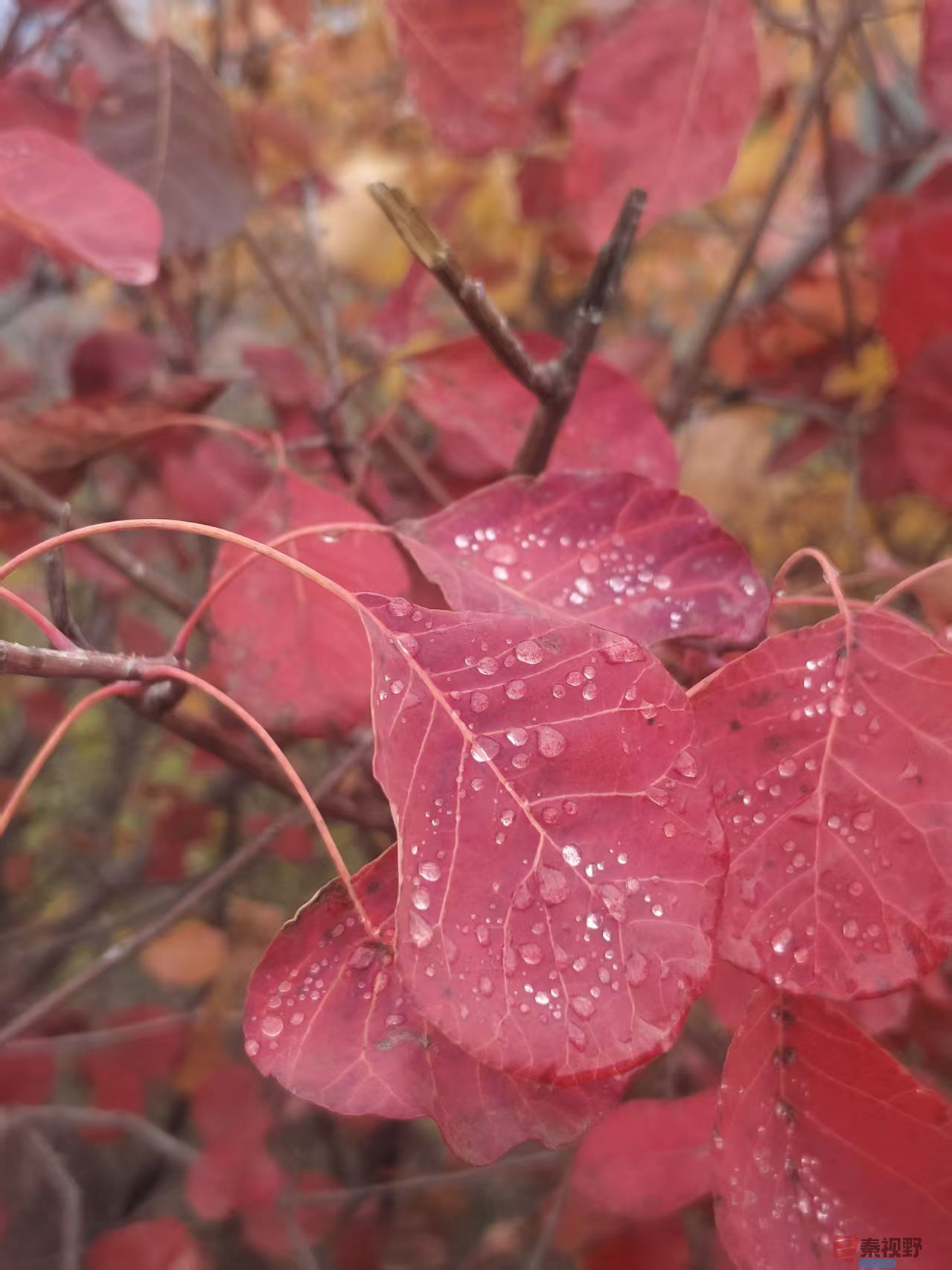 秦璇_20251015183244_4_1502 (7).jpg