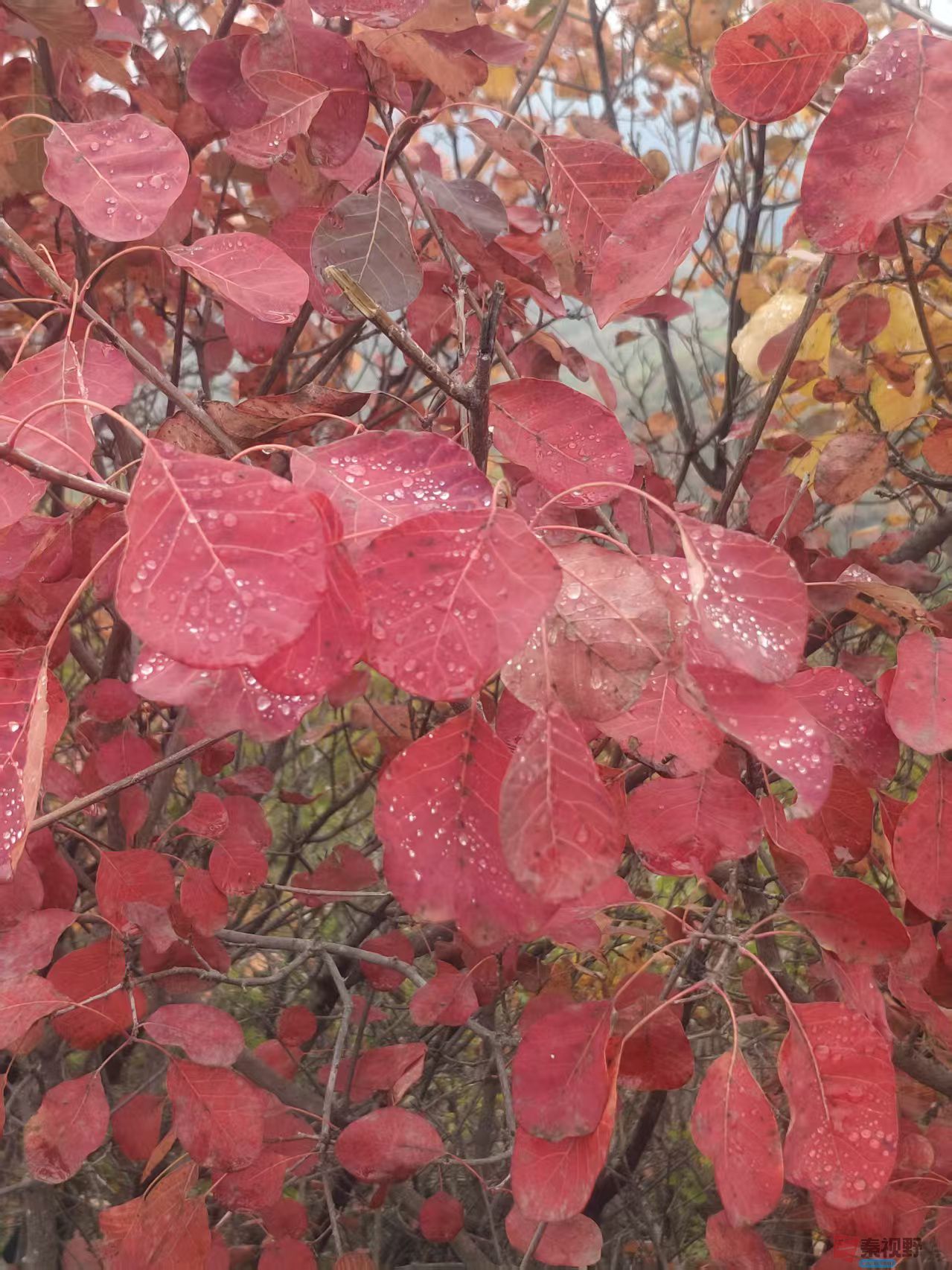 富平红叶【摄影秦璇】