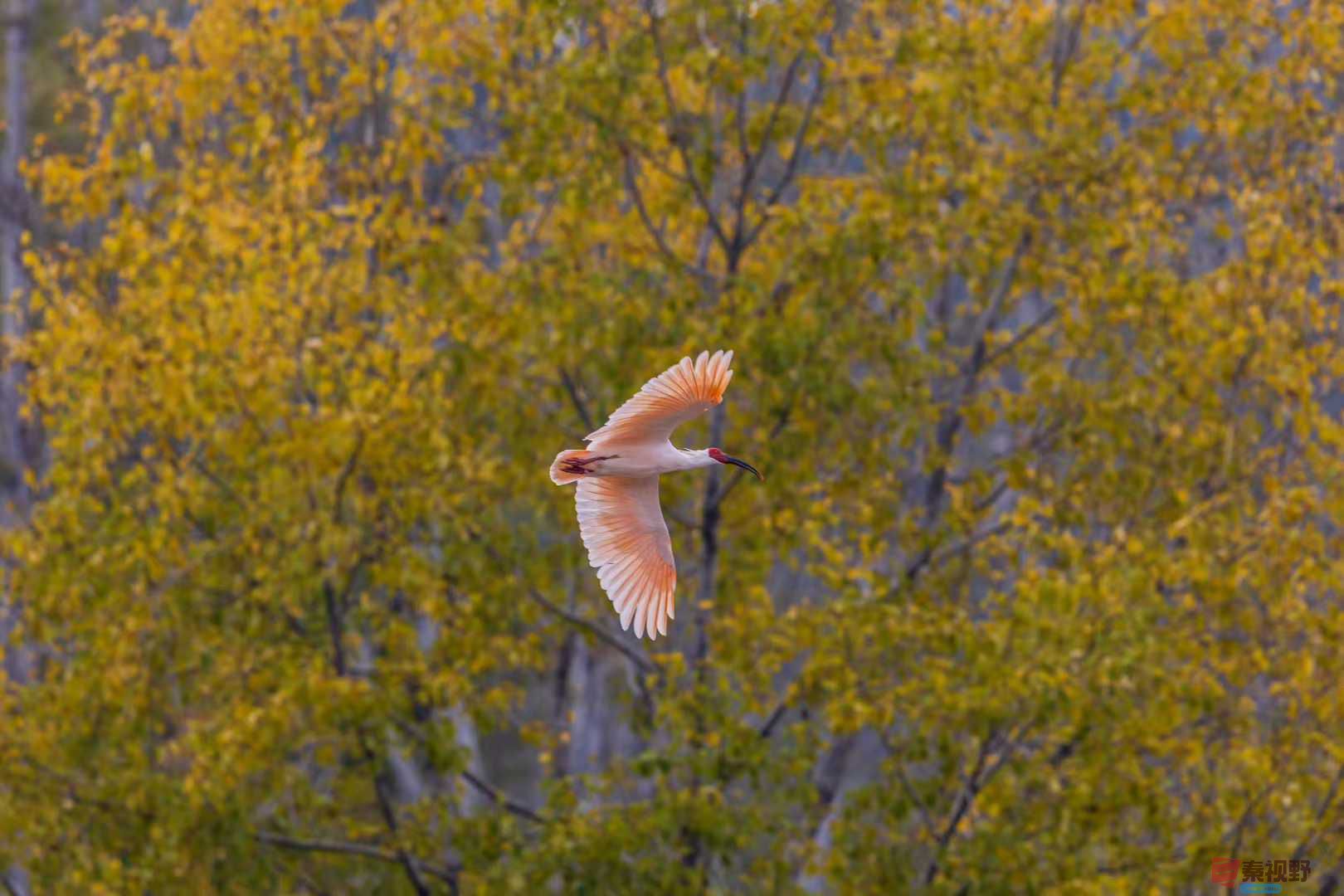 铜川柳林秋日朱鹮翩翩起舞（2）【摄影袁小保】