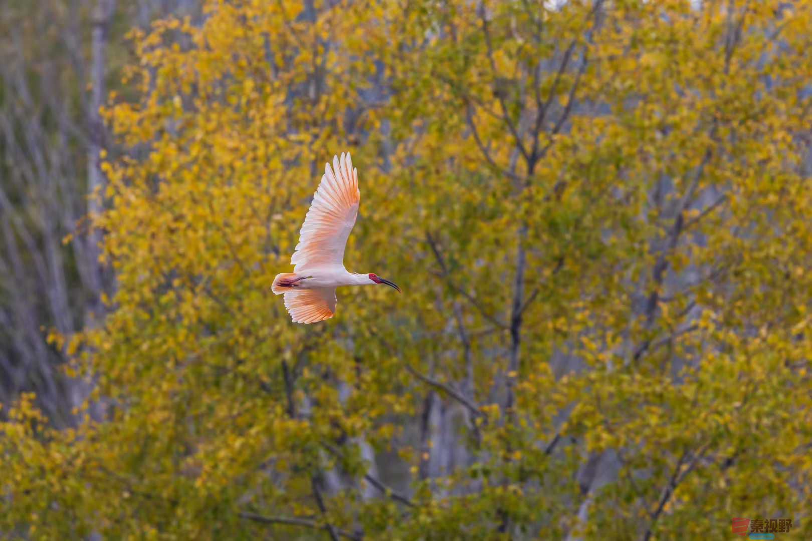 袁小保_2025-10-27_160550_589 (7).jpg