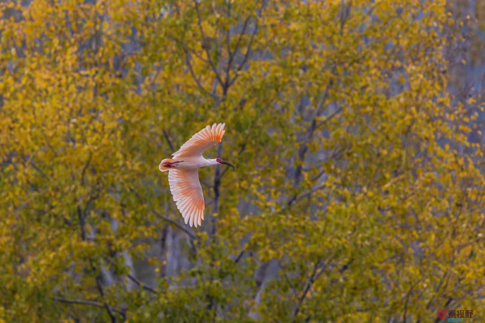 袁小保_2025-10-27_160550_589 (9).jpg