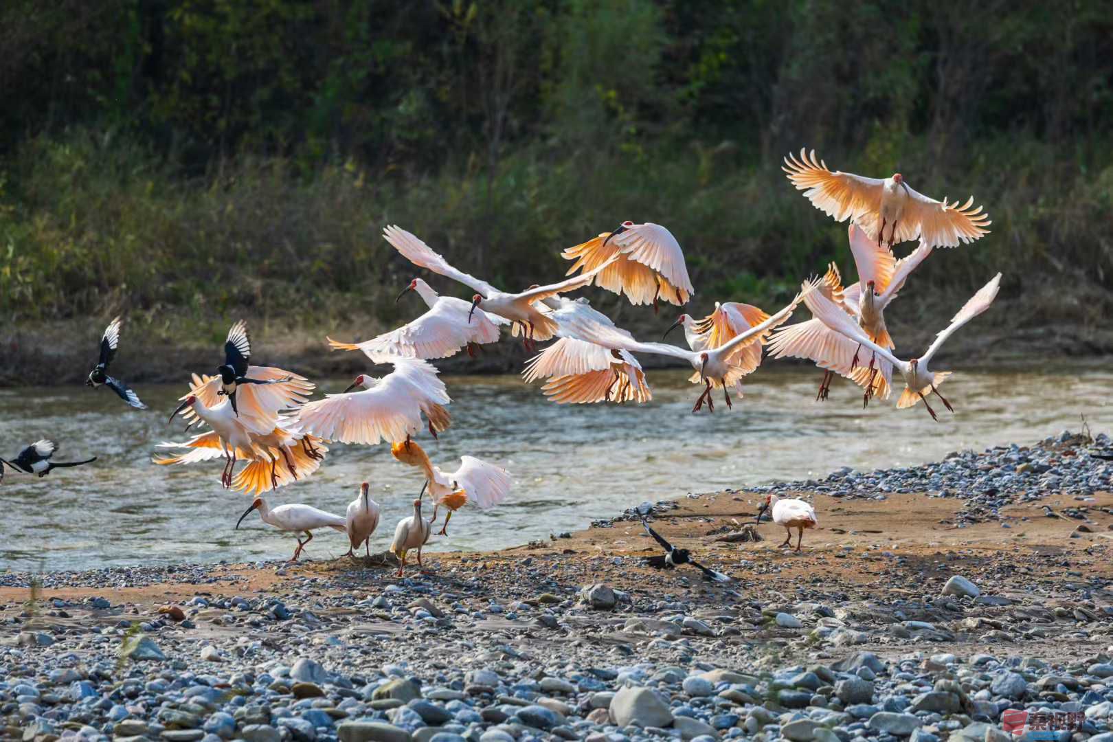 铜川柳林秋日朱鹮翩翩起舞（4）【摄影袁小保】