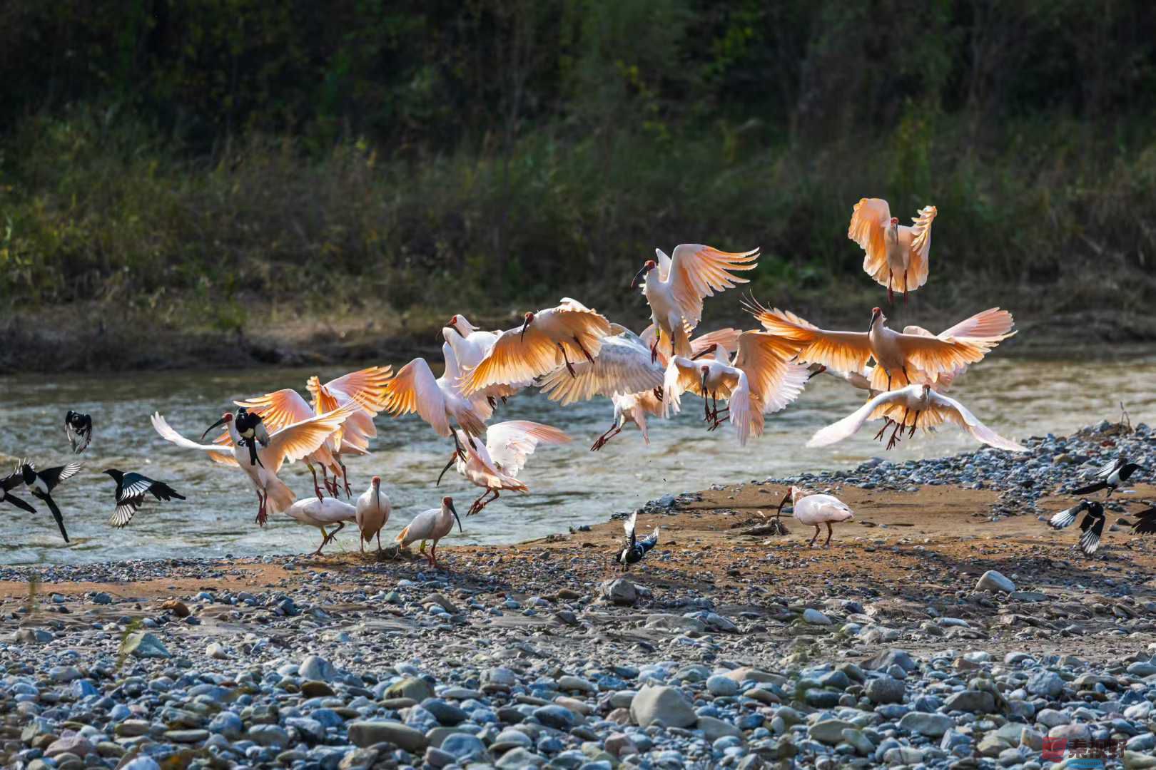 <strong>铜川柳林秋日朱鹮翩翩起舞（5）【摄影袁小保】</strong>