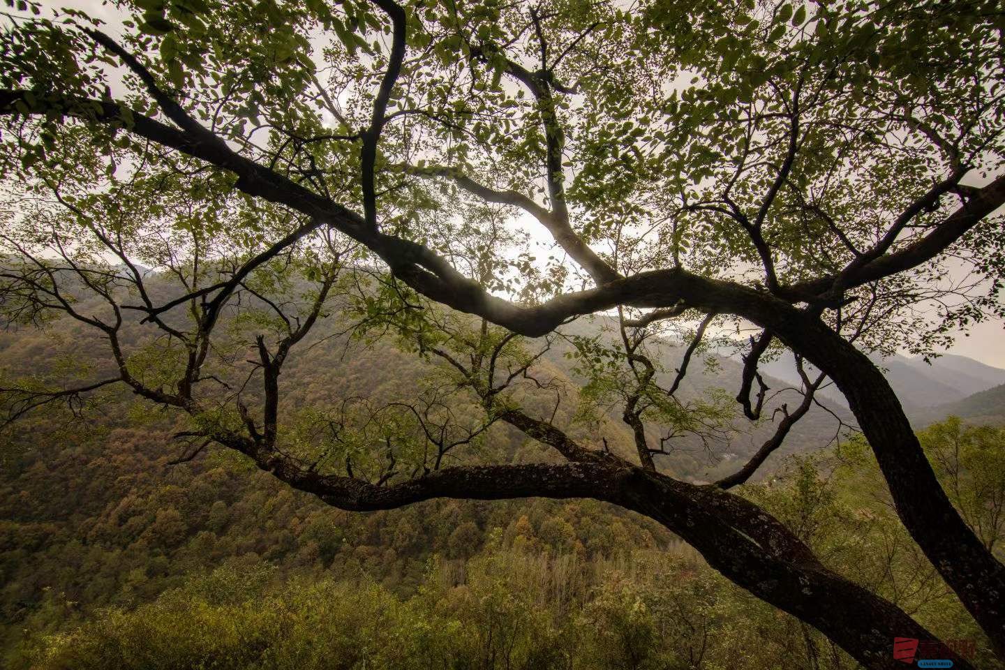 秋日壮美景观【摄影陈耀杰】