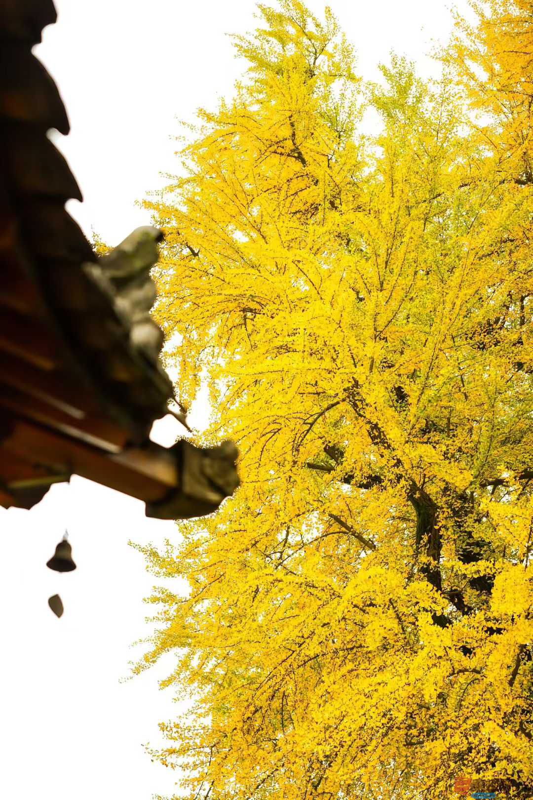 银杏叶的世界里