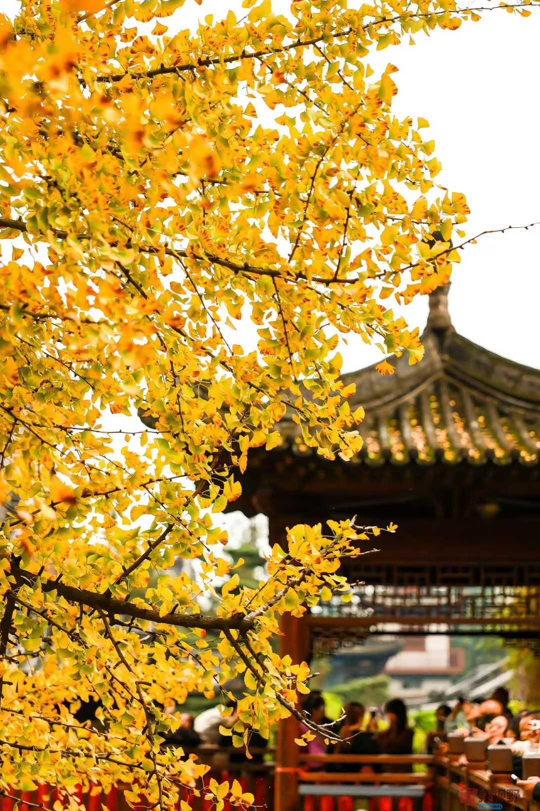 袁小保_2025-10-27_162903_082 (1).jpg