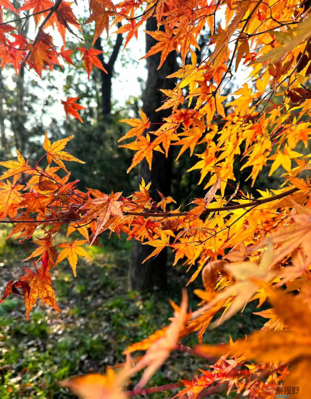 袁小保_2025-10-27_162903_082 (5).jpg