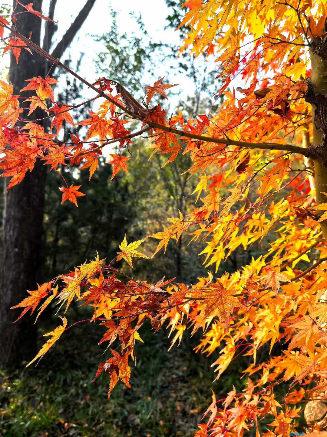 袁小保_2025-10-27_162903_082 (6).jpg