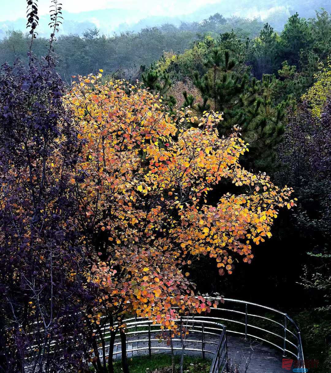 <strong>铜川秋日五彩斑斓【摄影袁小保】</strong>