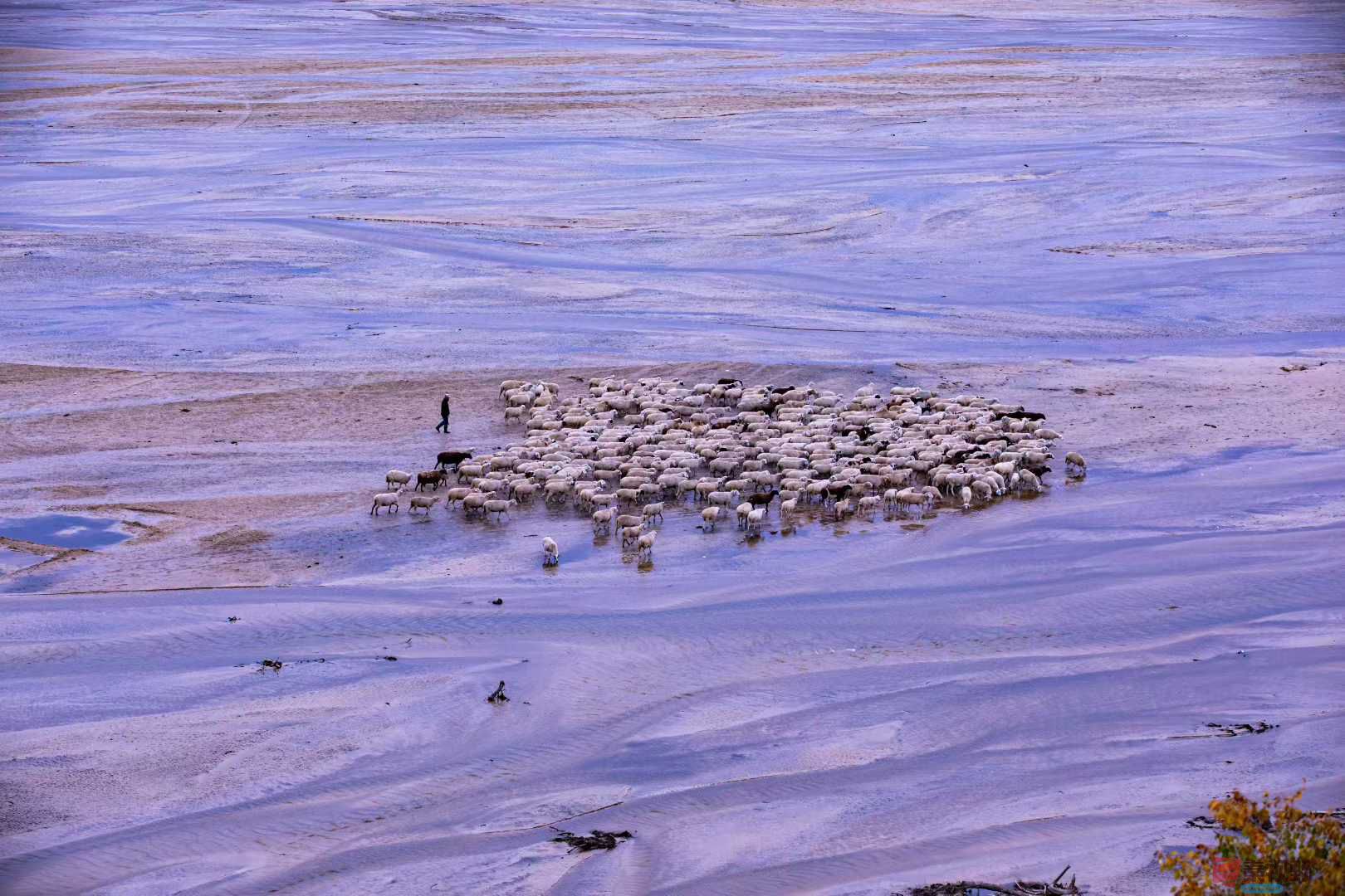 <strong>草原的生活气息【摄影张宝光】</strong>