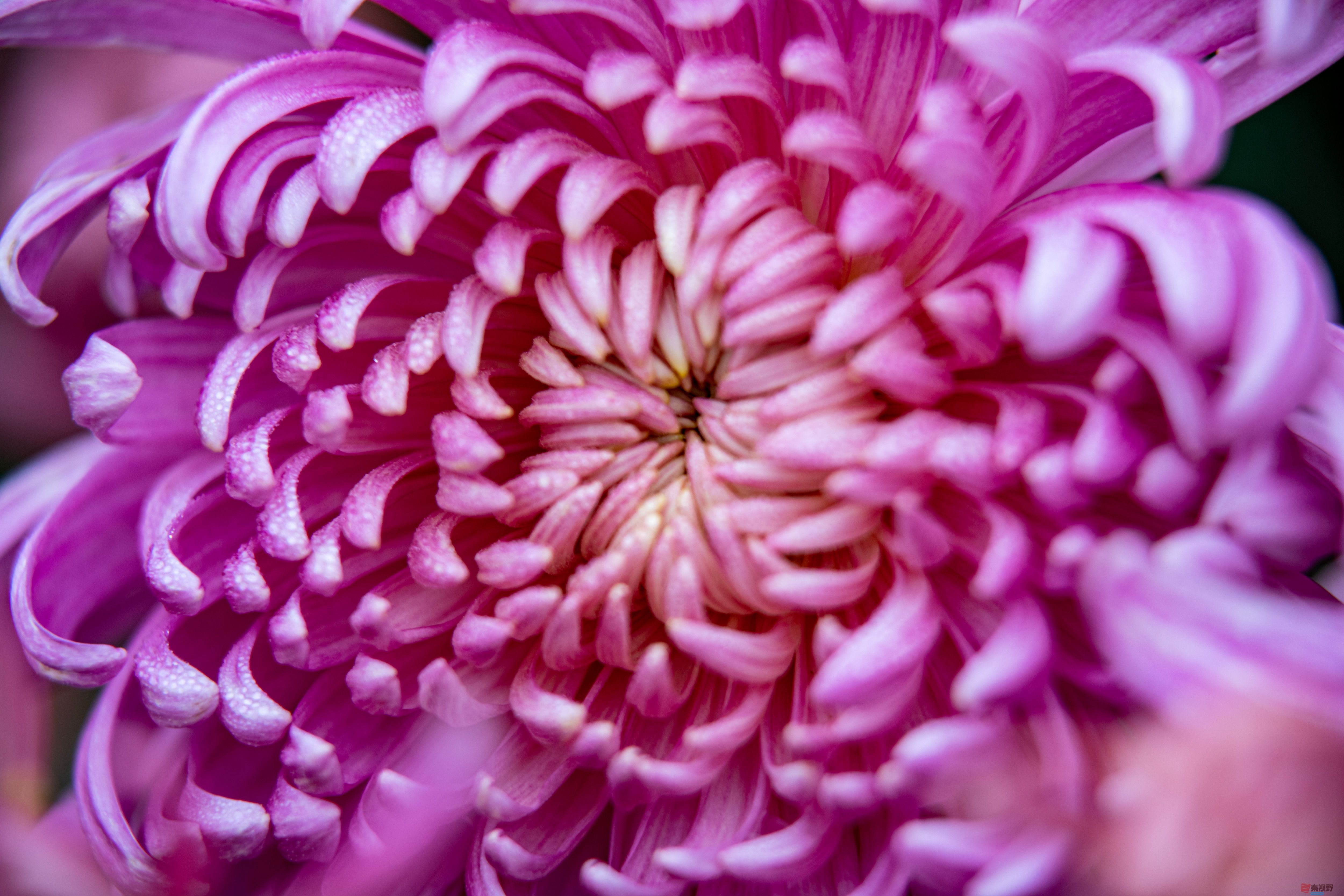 <strong>十月菊香飘煤城【摄影张宝光】</strong>