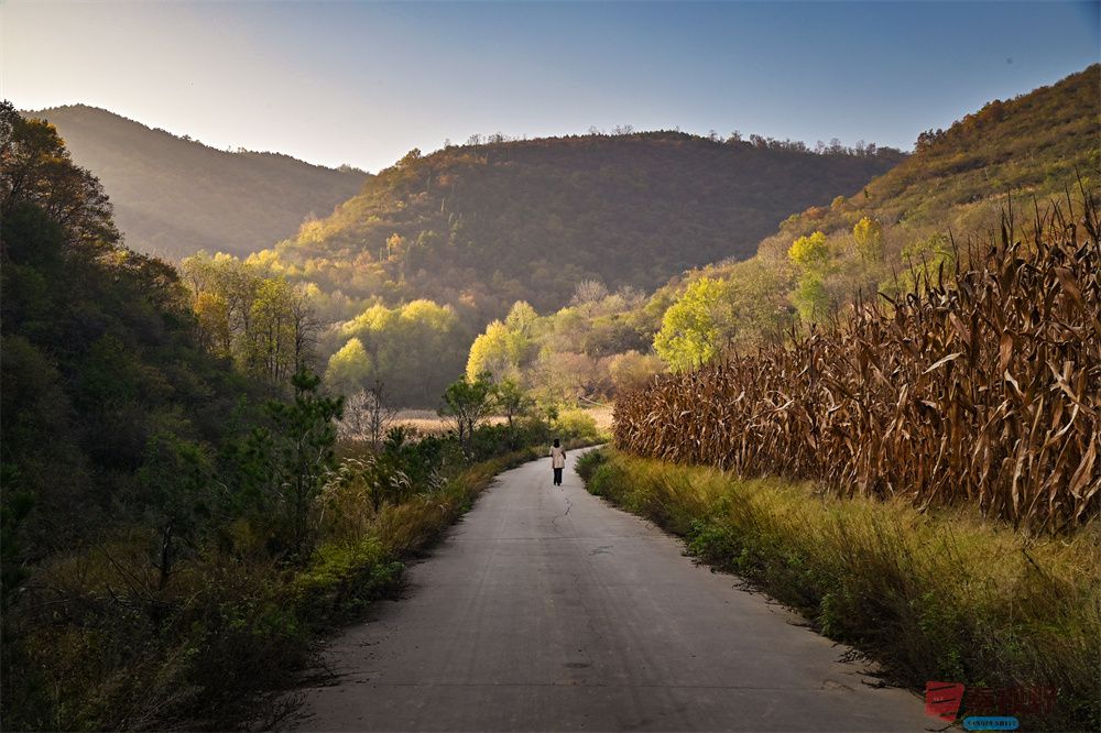 <strong>渭北秋色【摄影肖宝清】</strong>