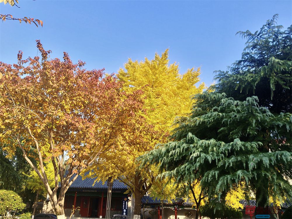 鄠邑美景在金秋【摄影任周民】