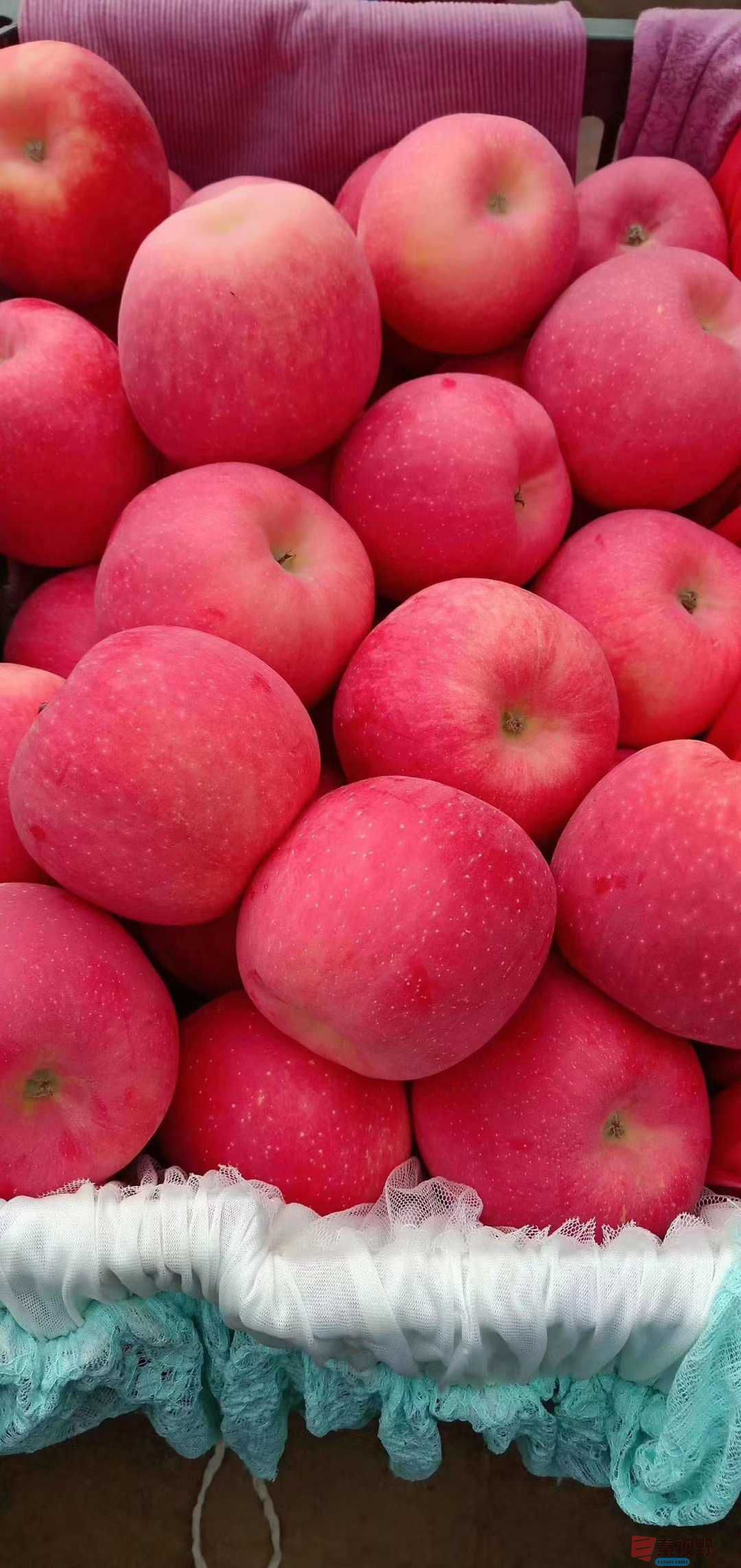 <strong>陕西铜川苹果名扬天下</strong>