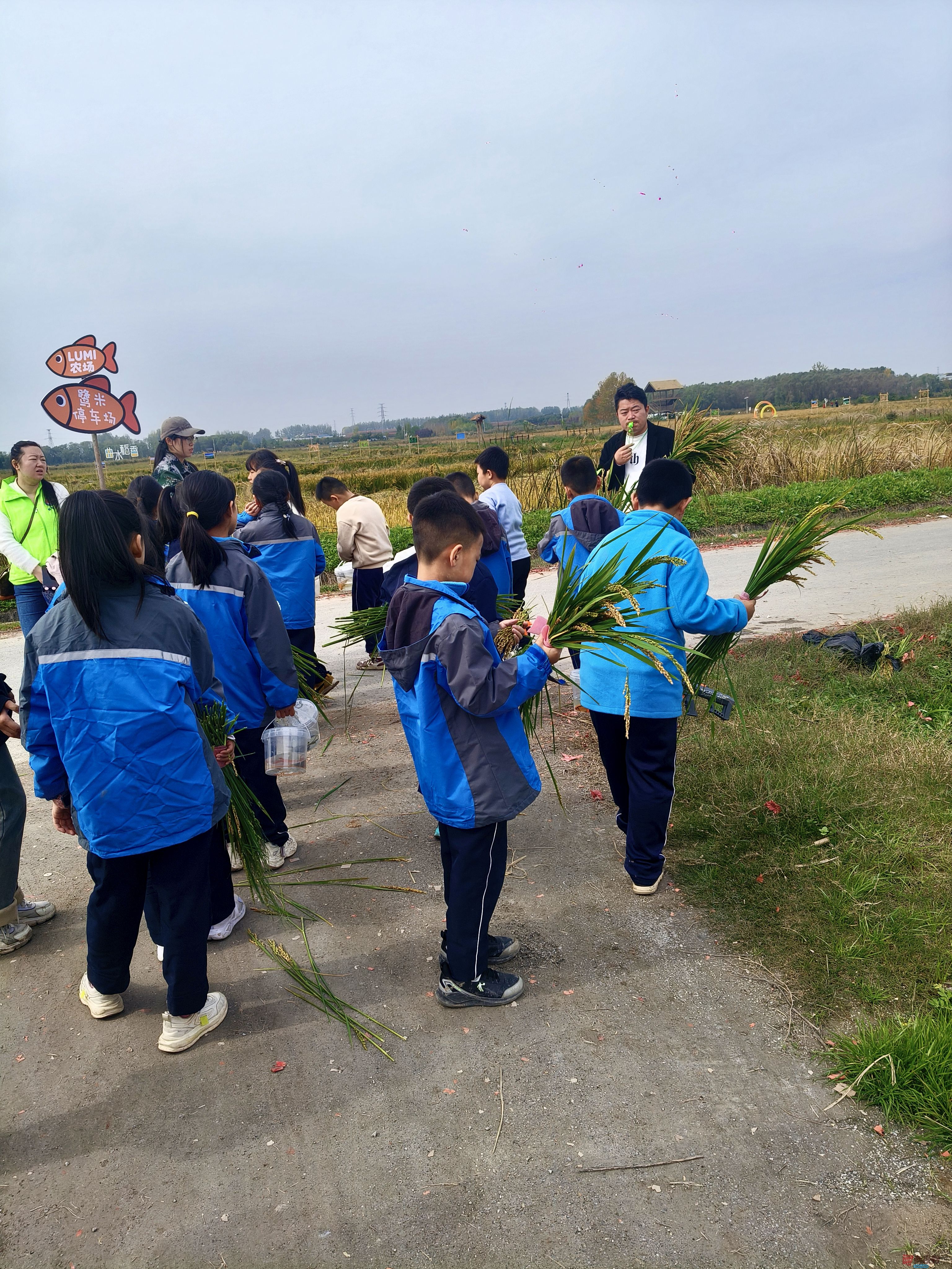 鄠邑稻田别有一番风味【摄影任周民】