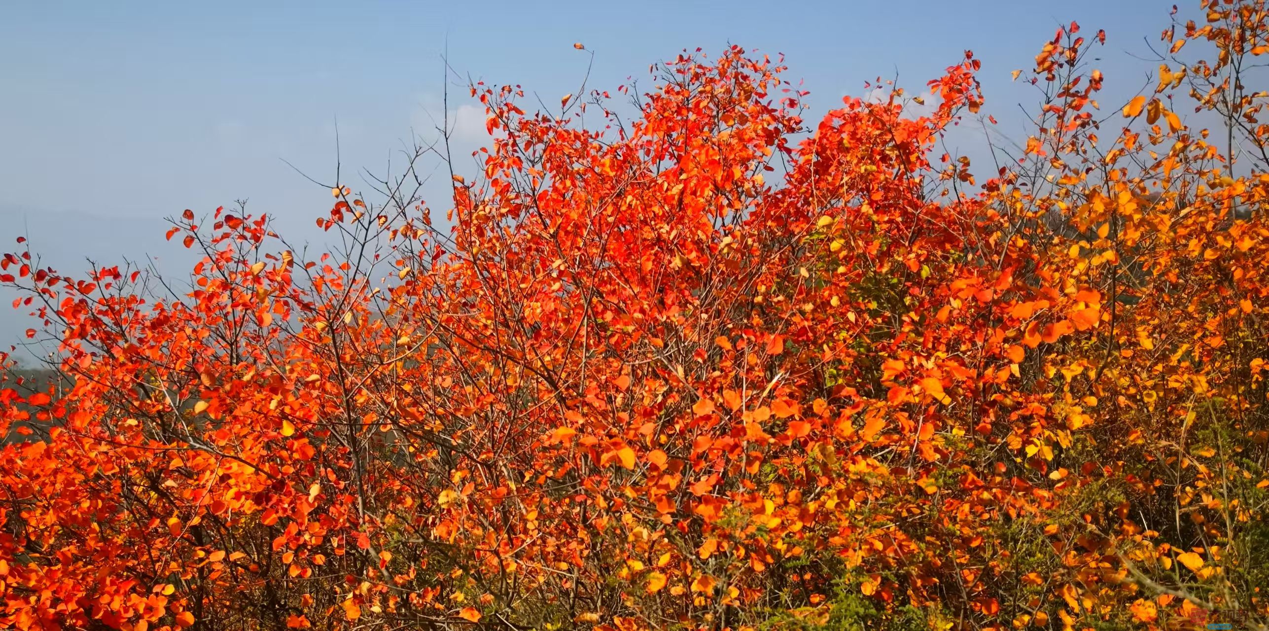 李雪平富平赵老峪秋色尽染！_20251101204543_388_47 (4).jpg