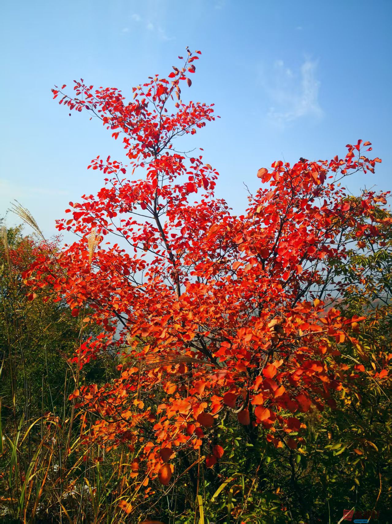 <strong>陕西富平赵老峪秋色【摄影李雪平】</strong>