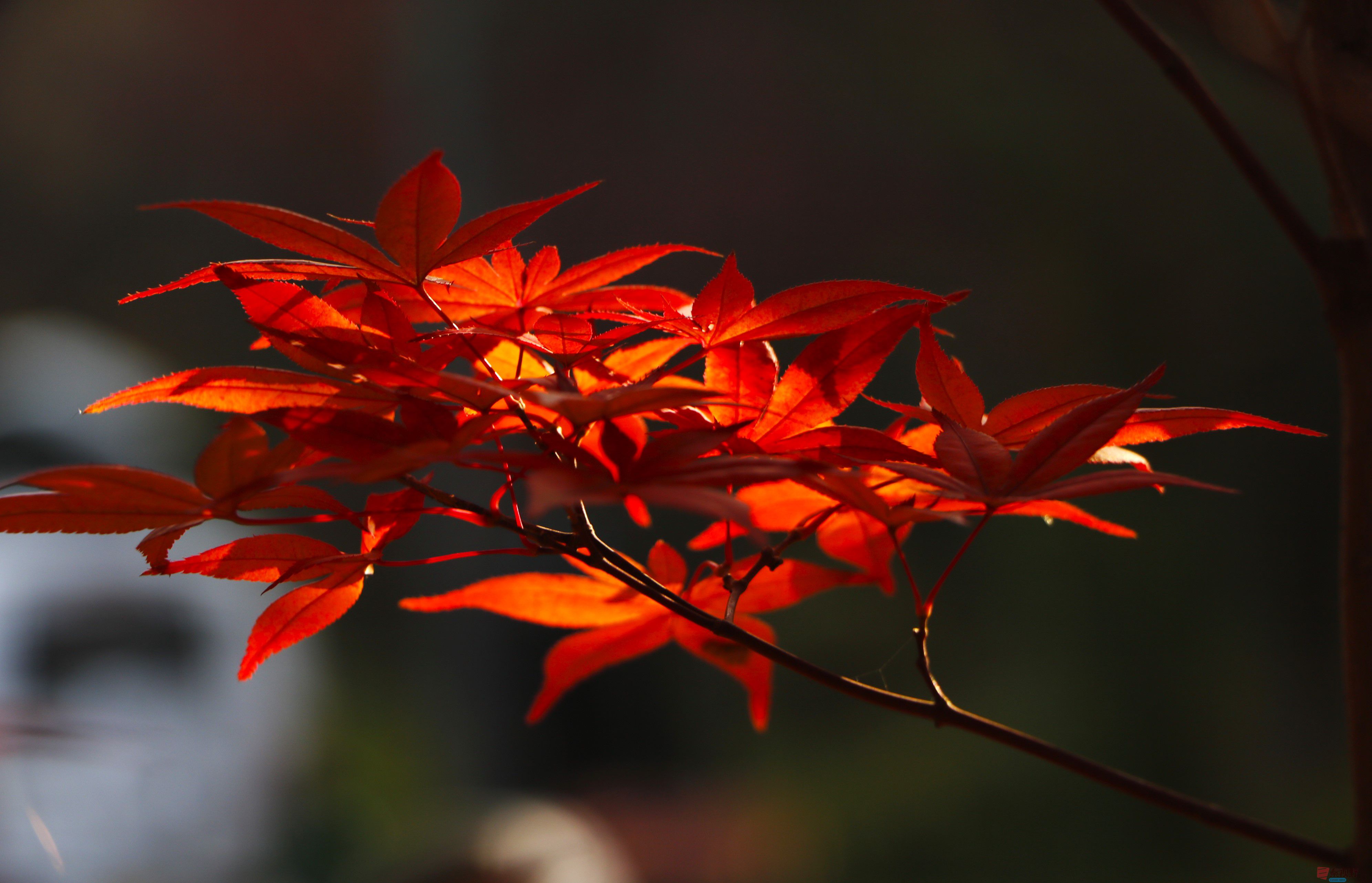 秋天最钟爱的颜色【摄影王顺利】