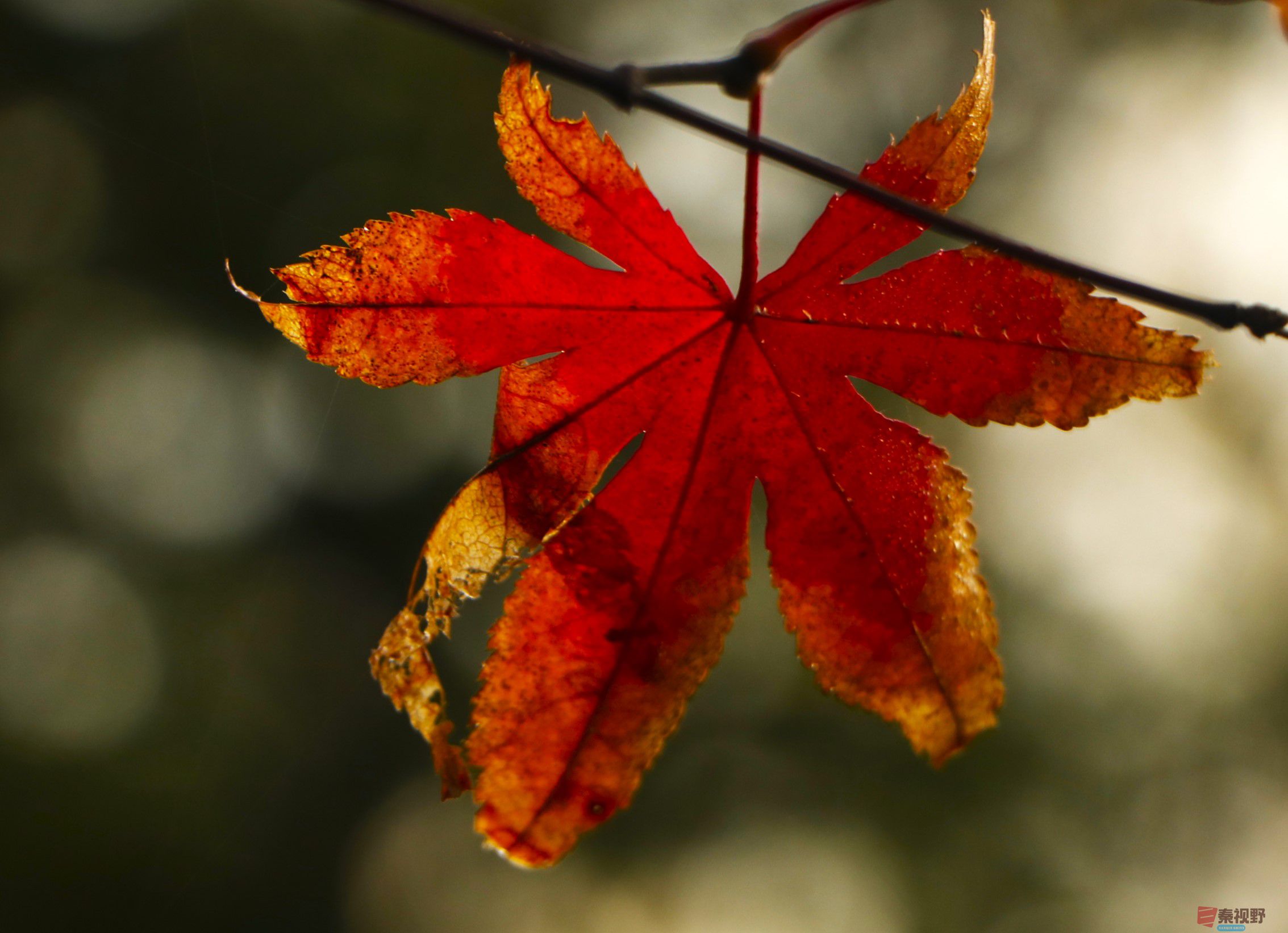 王顺利_20251102073611_1933_104 (5).jpg