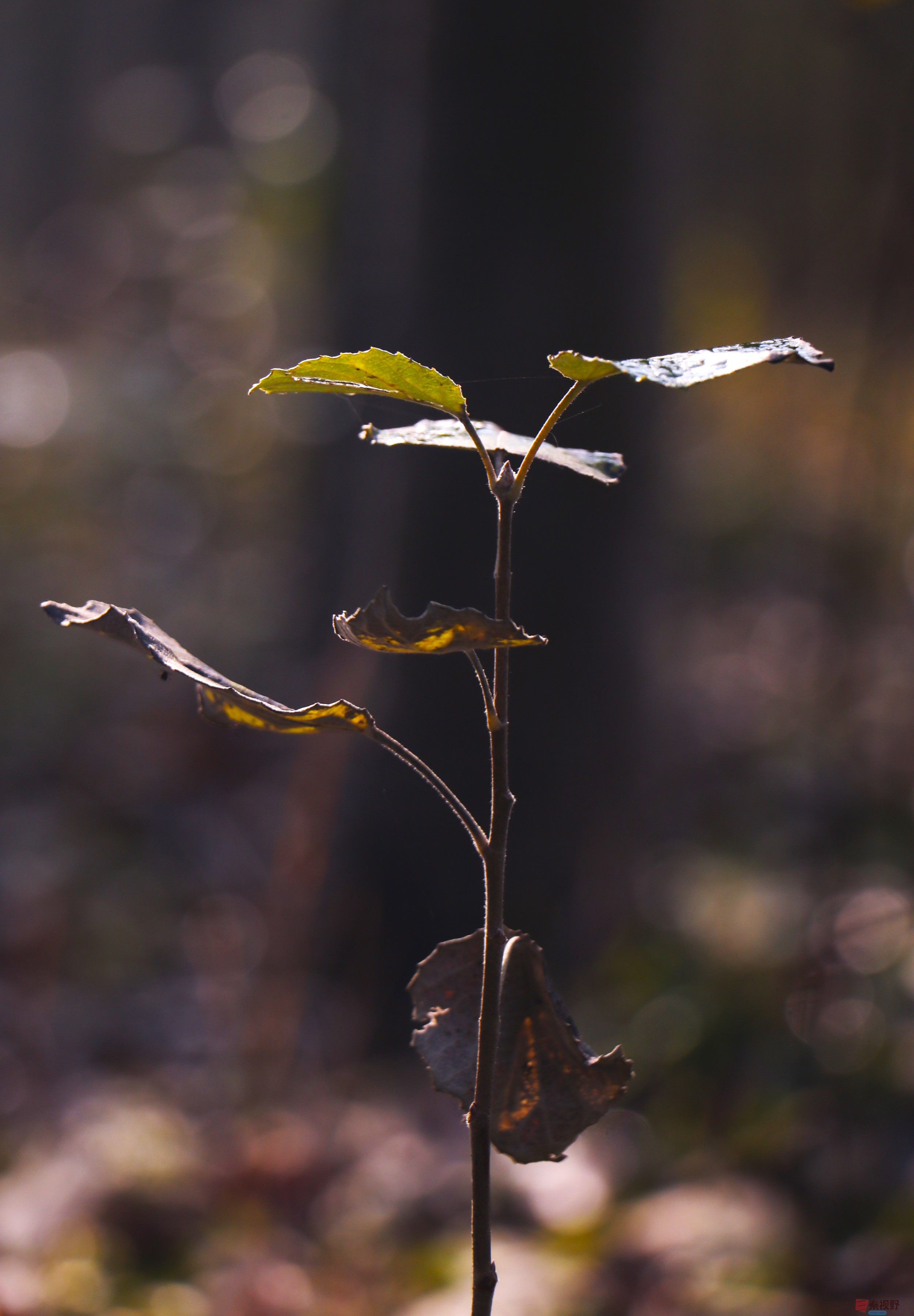 王顺利_20251102073611_1933_104 (7).jpg