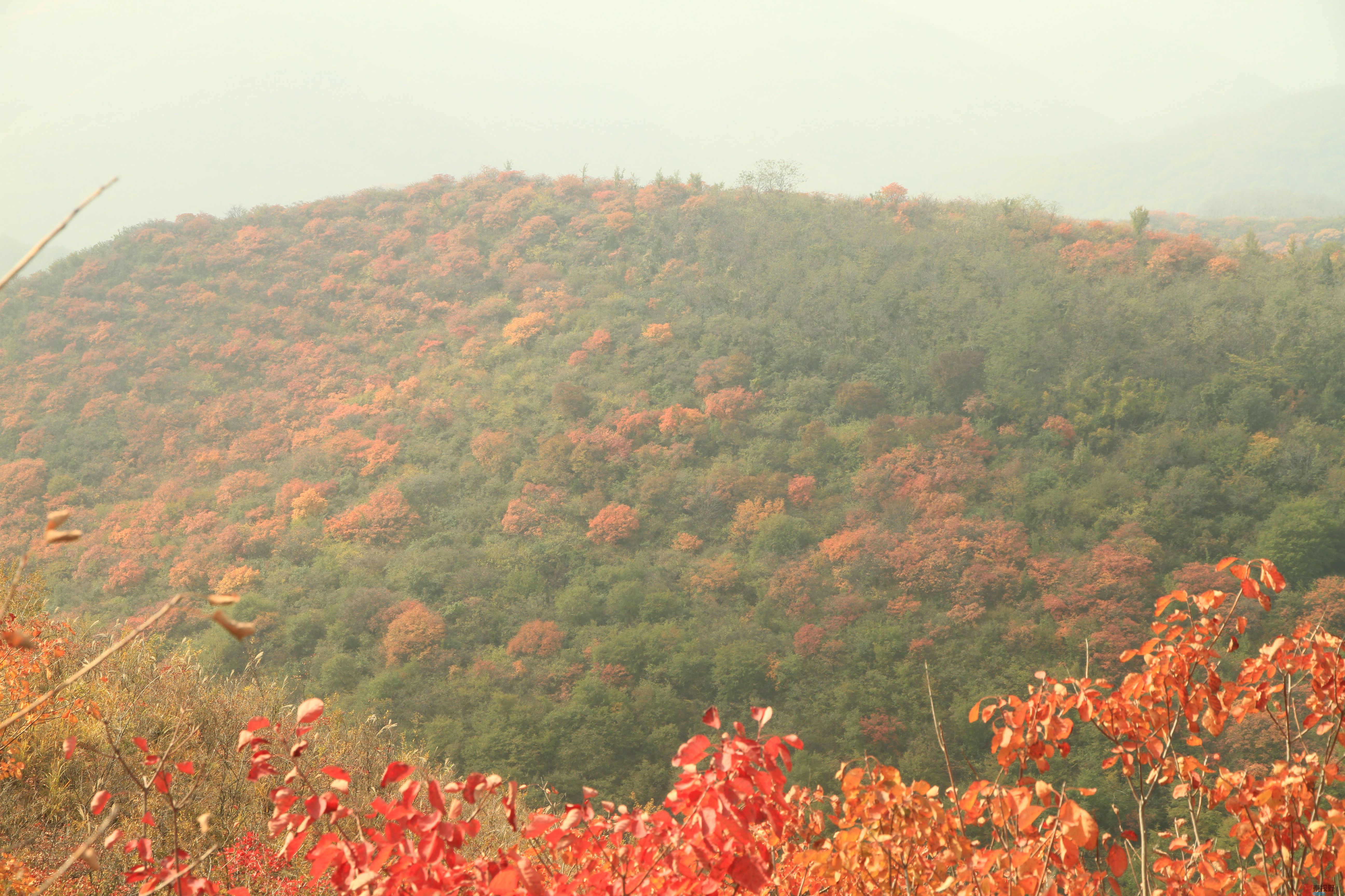 伍卸凤_20251103093738_2646_463 (1).jpg