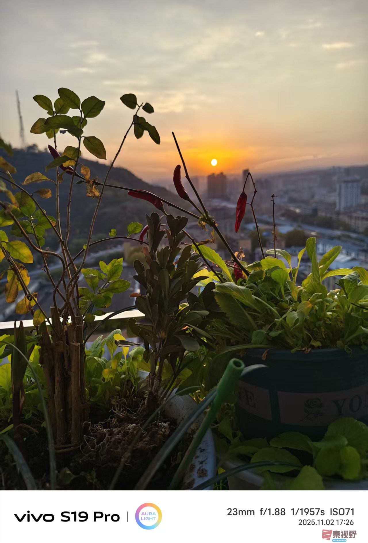 远观与微距的美学角度【摄影王彦娣】