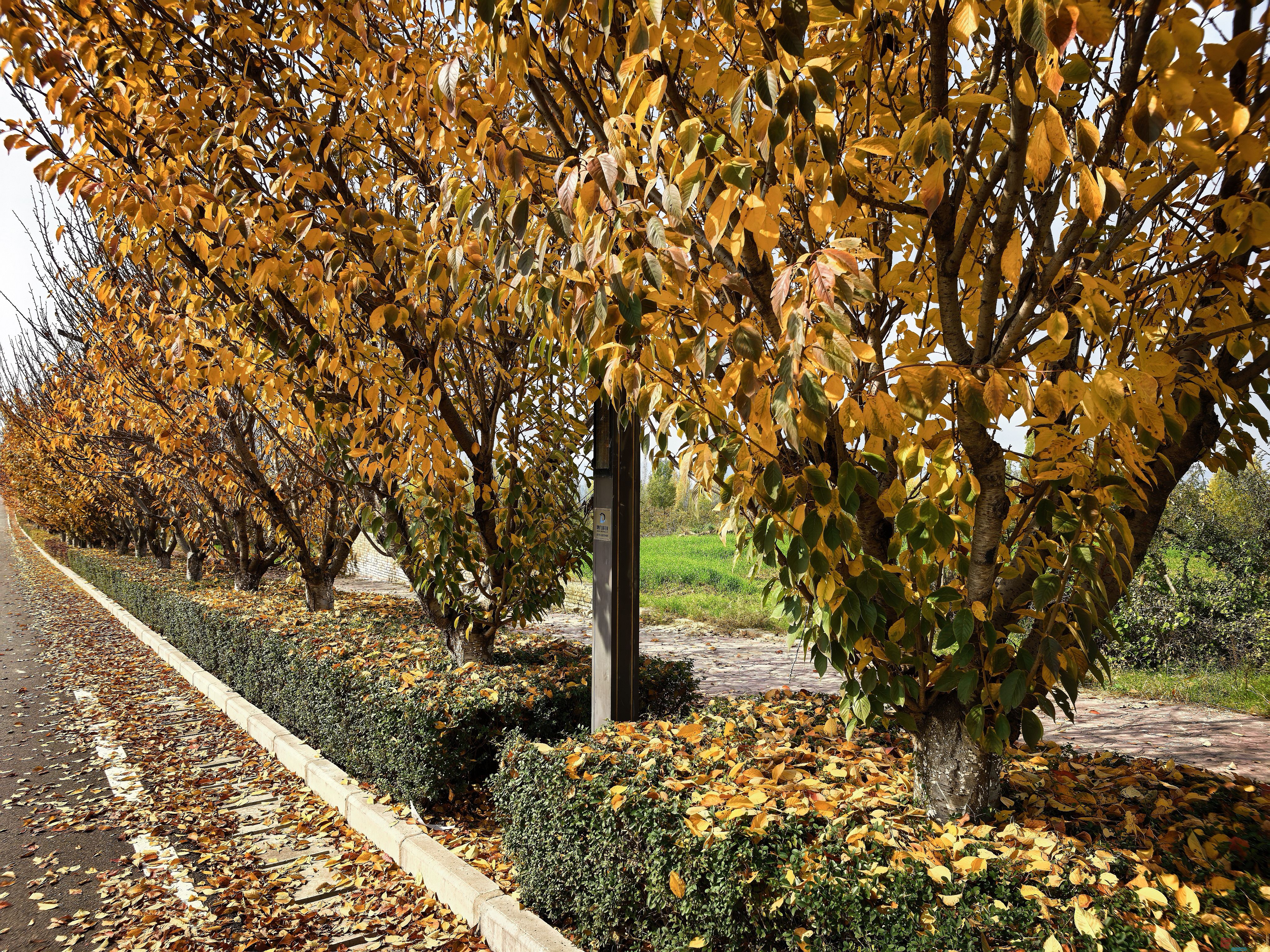 刘孝文_20251103154155_2680_463 (15).jpg