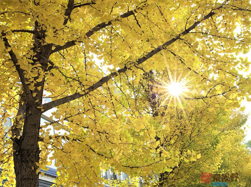 在银杏的世界里徜徉【摄影刘孝文】