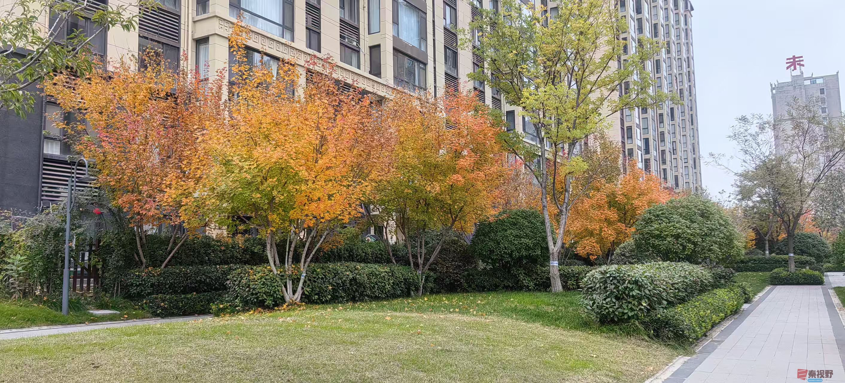 绿海雪塬_20251105214231_2769_463 (4).jpg