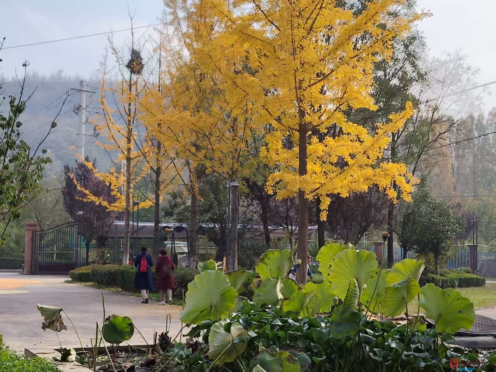 王顺利_20251105225250_2784_463 (4).jpg