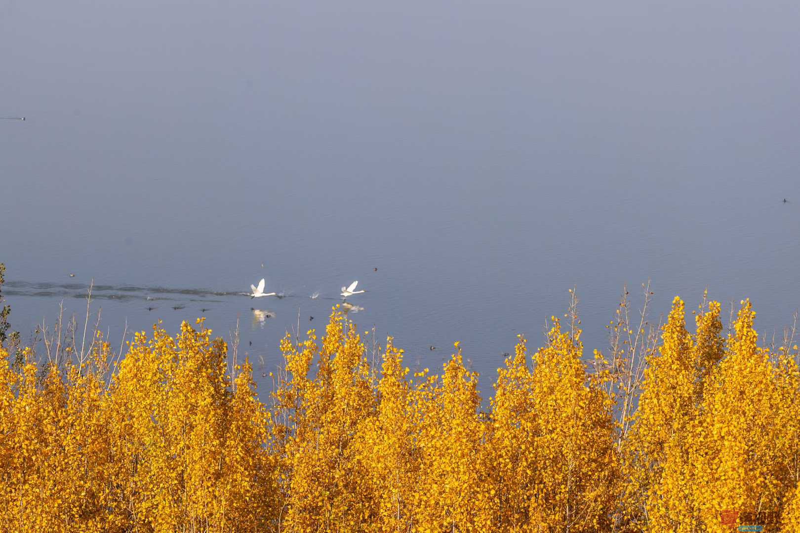 袁小保_2025-11-06_173031_695 (2).jpg