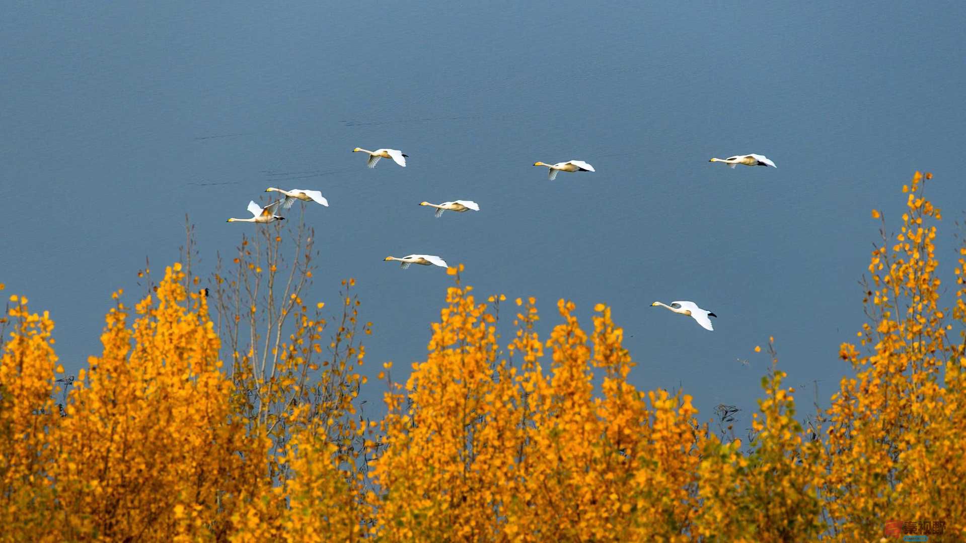 迁徙图【摄影袁小保】