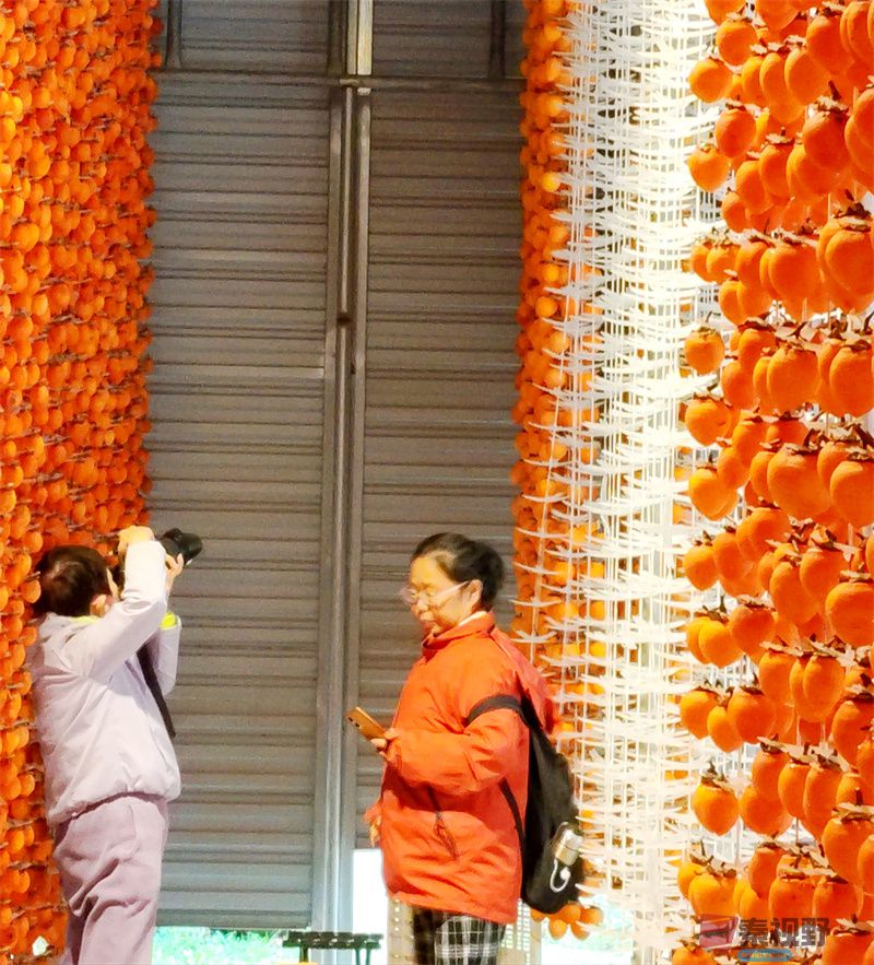 秋日柿子红【摄影王顺利】