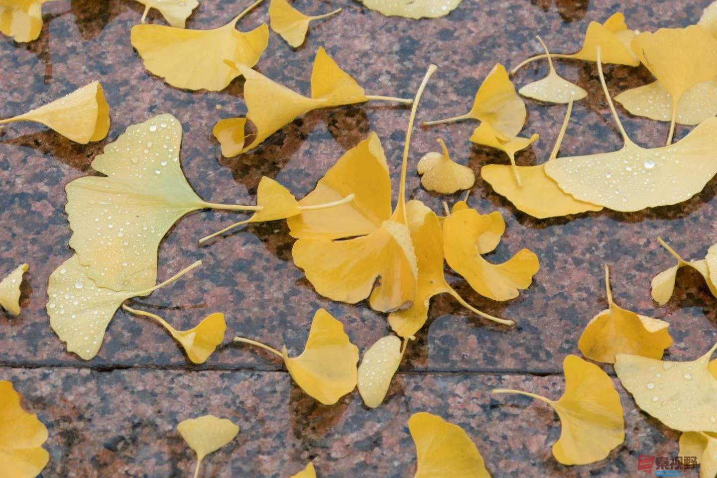 陈耀杰_2025-11-08_143321_232 (4).jpg