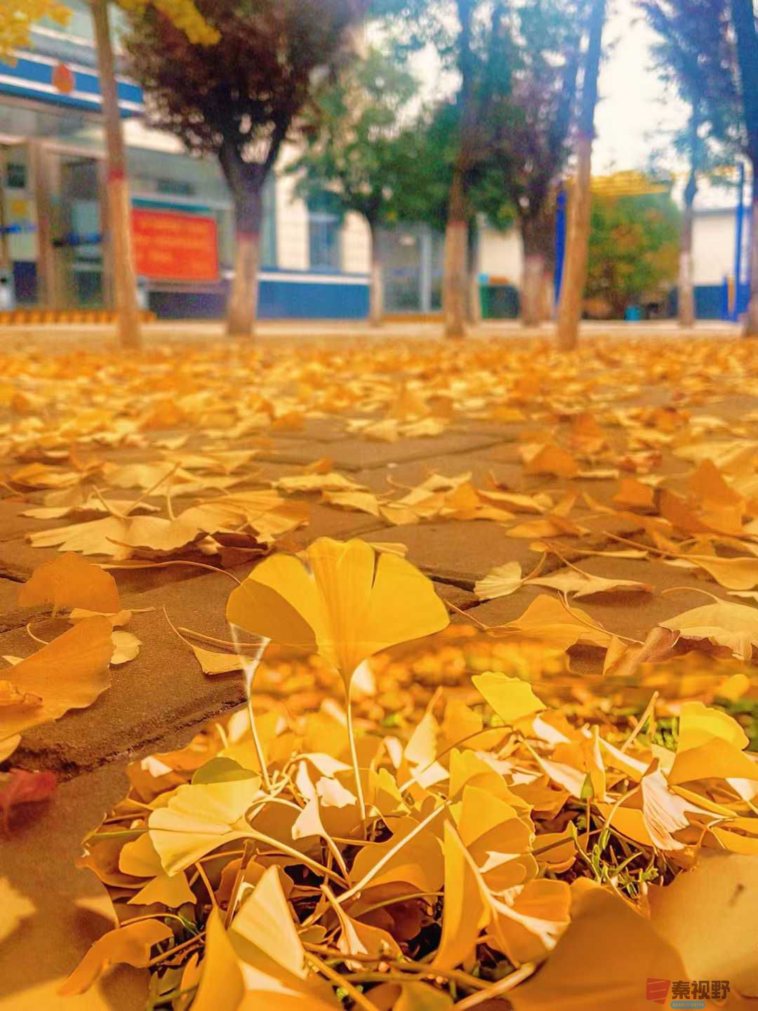 银杏的世界里【摄影陕西泾阳李阳】