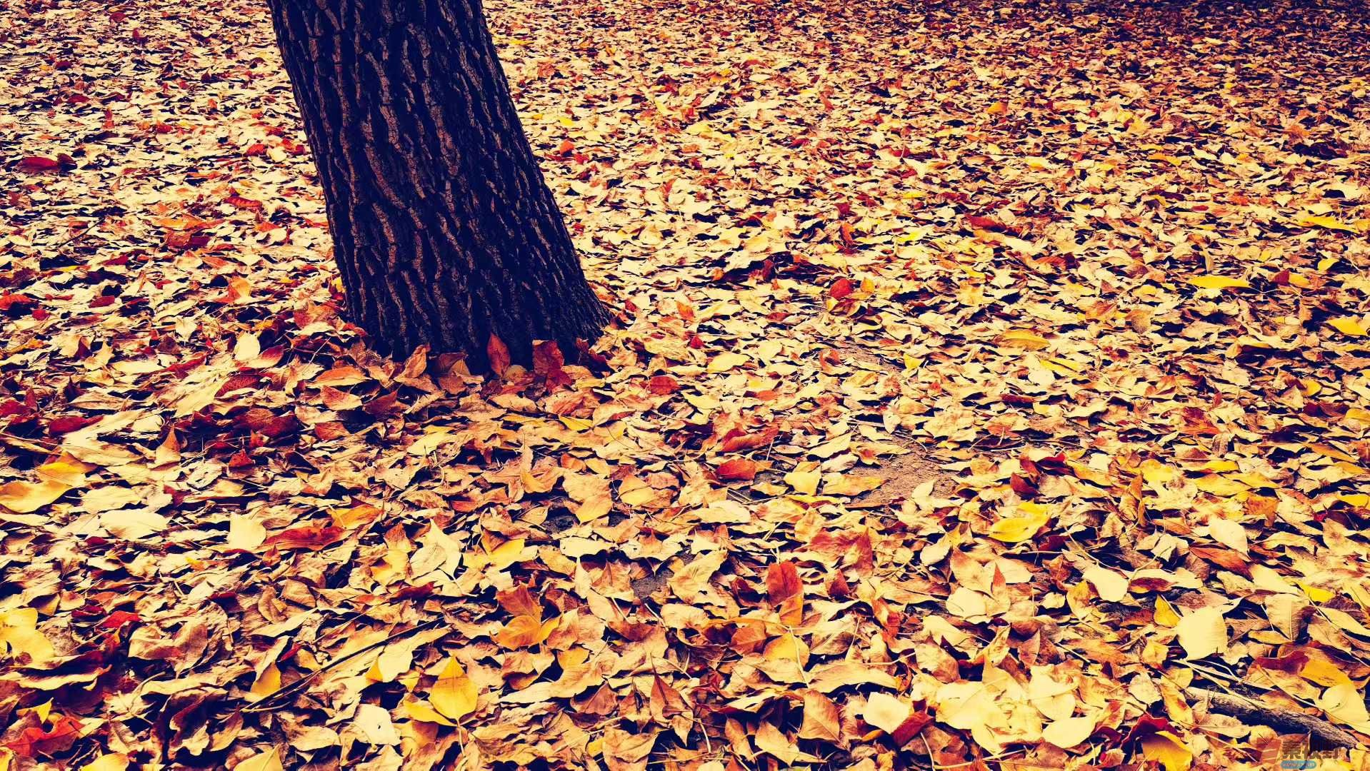 马世国_2025-11-08_143959_112 (1).jpg