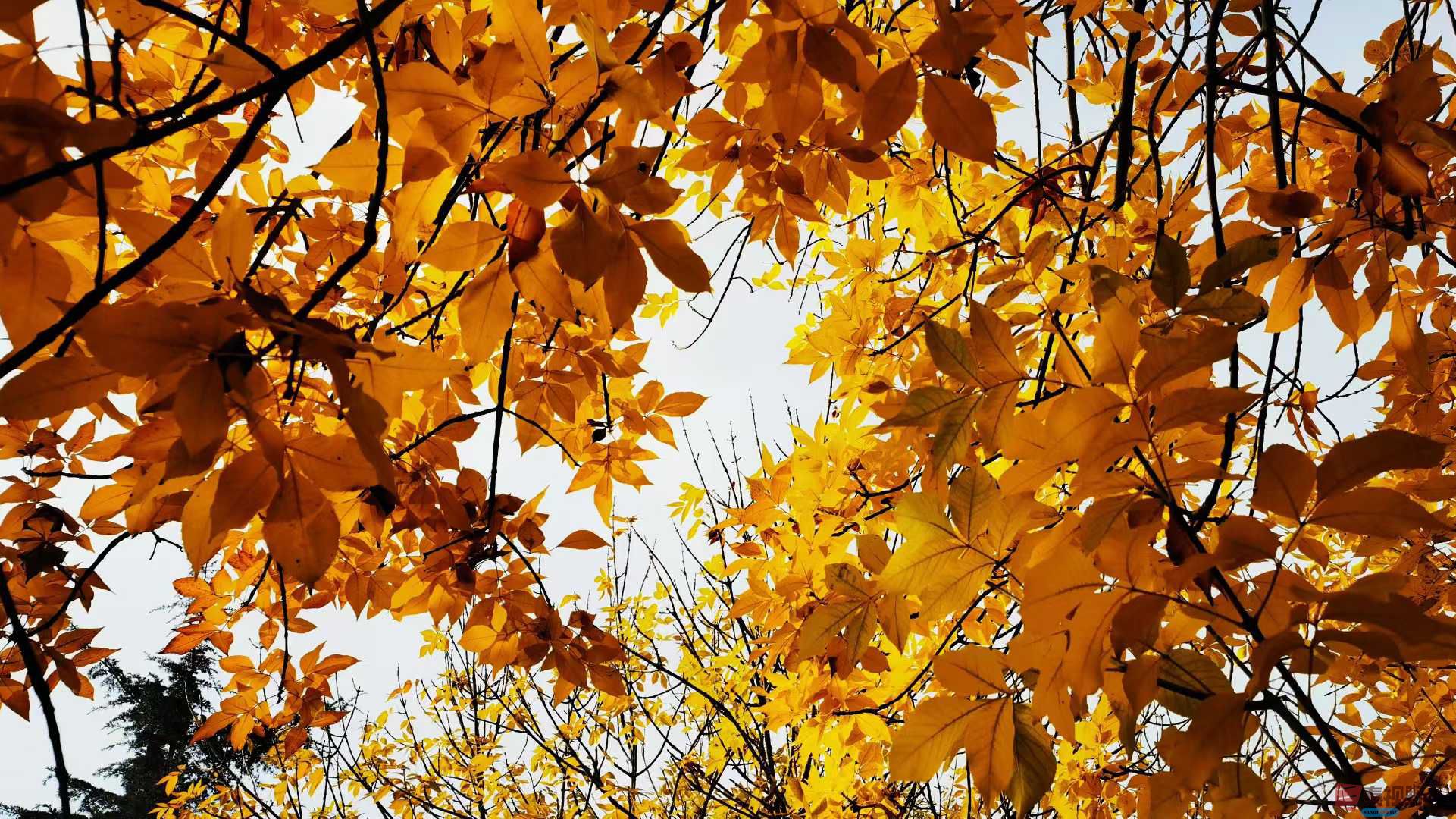 马世国_2025-11-08_143959_112 (7).jpg