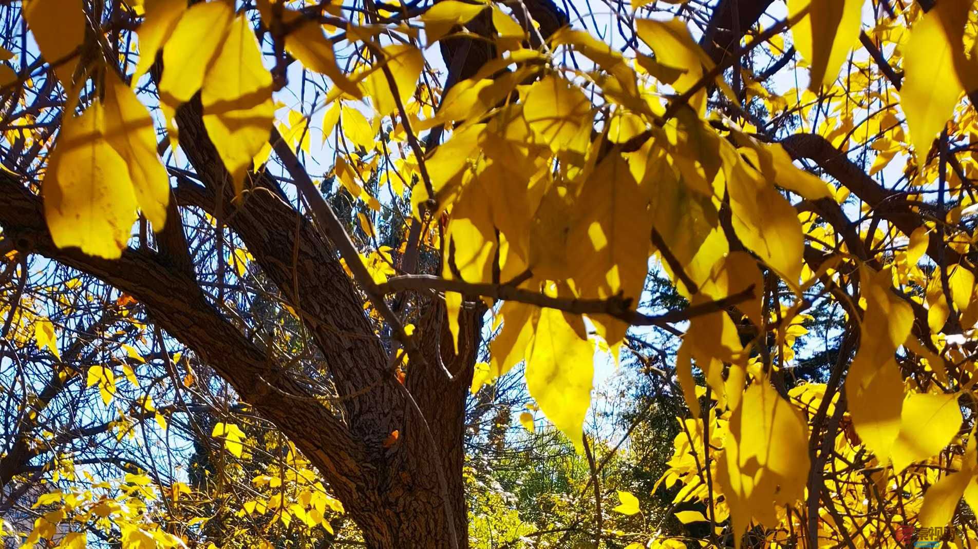 马世国_2025-11-08_143959_112 (8).jpg