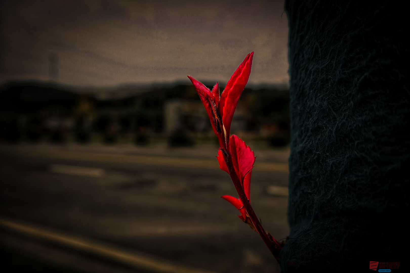 陈耀杰_2025-11-08_183226_957 (4).jpg