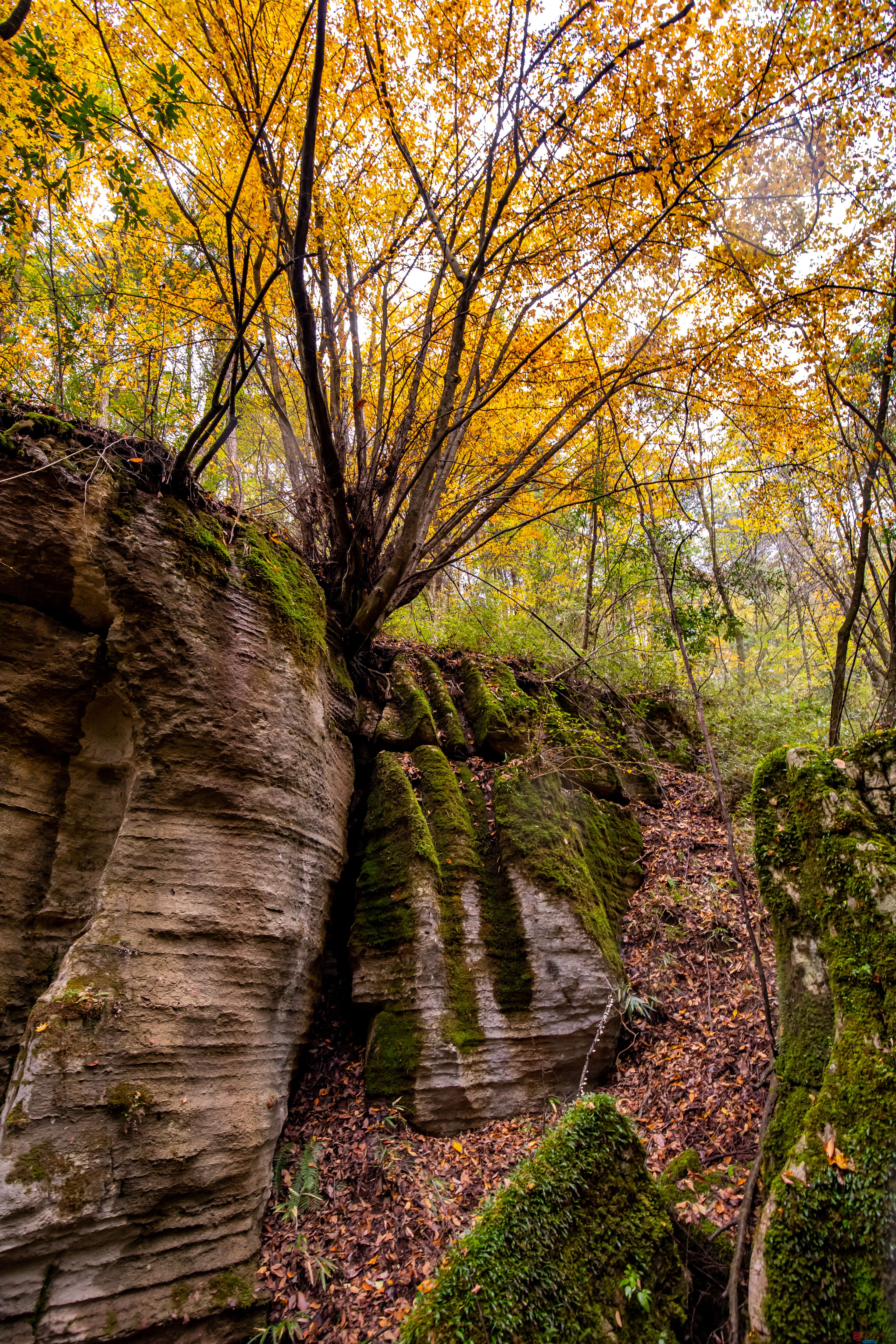 张宝光_20251107222948_2968_463 (1).jpg