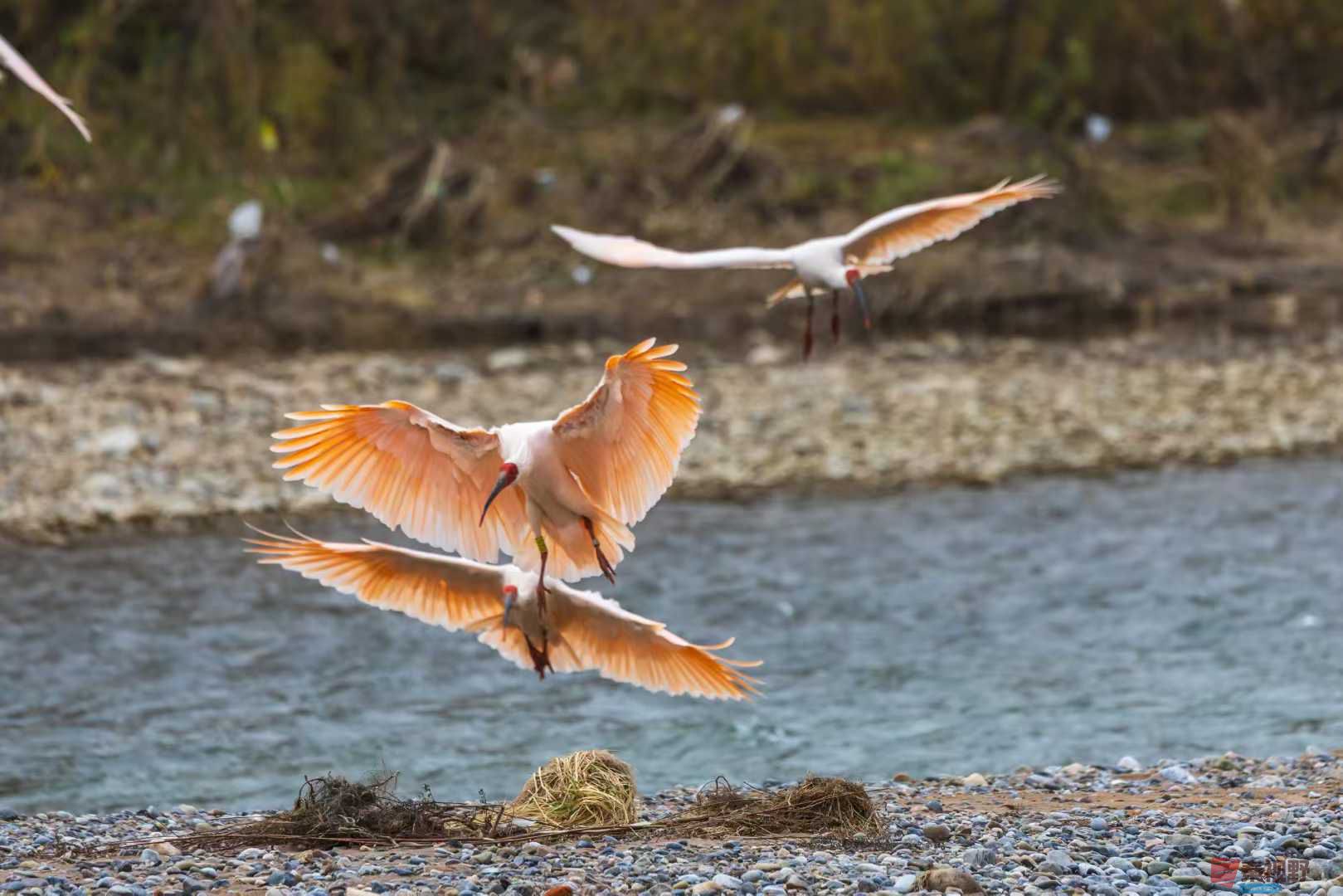 国宝朱鹮舞动煤城【摄影袁小保】