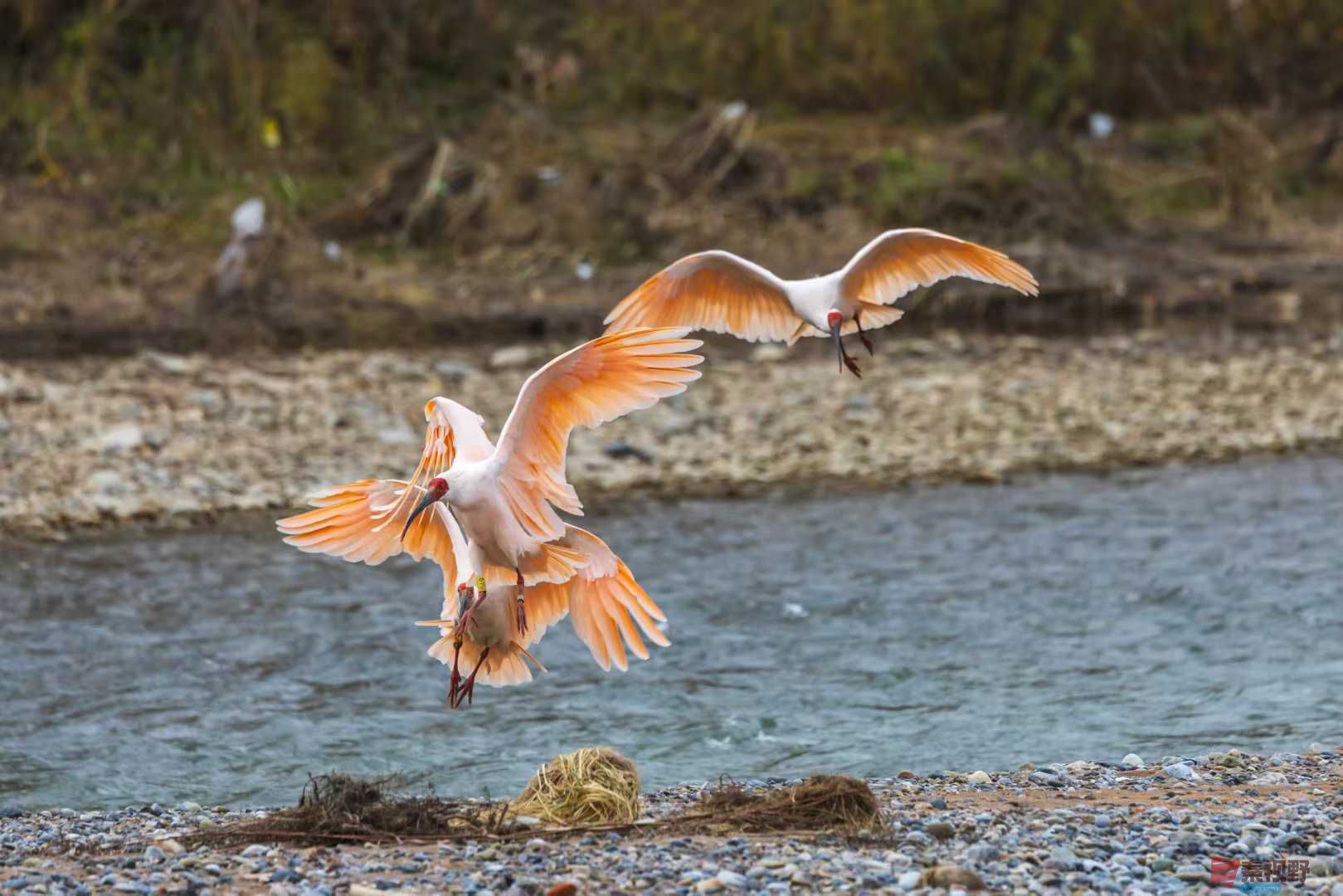 袁小保_2025-11-08_184221_515 (5).jpg