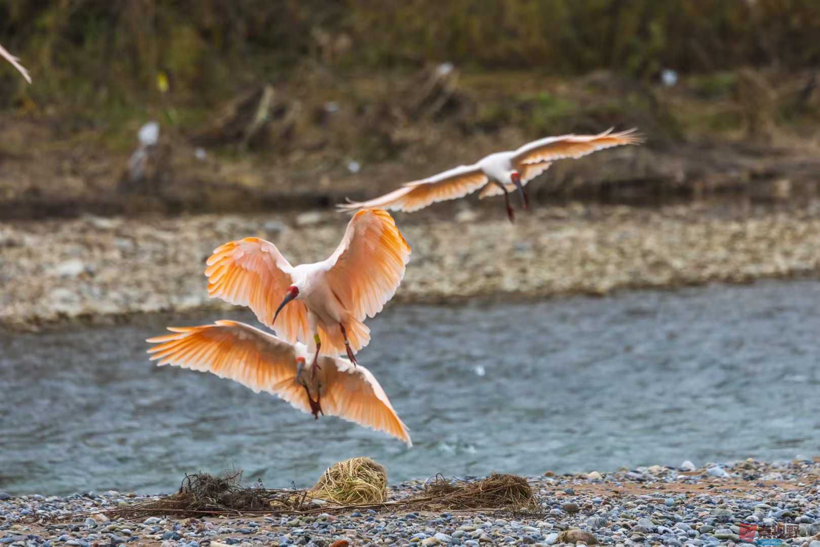 <strong>大自然的礼物【摄影袁小保】</strong>